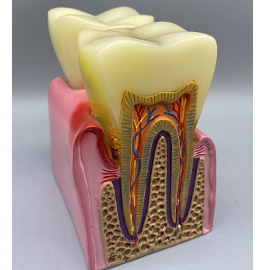 Double Teeth Model US